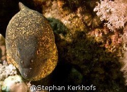 Yellow margin moray (Gymnothorax flavimarginatus) taken a... by Stephan Kerkhofs 